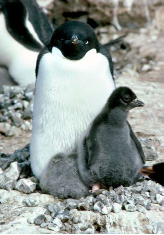 antarctic