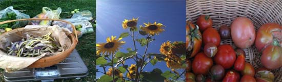 homephoto-GardenCampaign