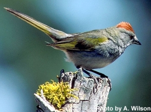 Green-tailedTowhee