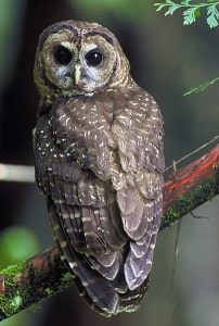Northern_Spotted_Owl.USFWS-thumb