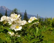 Flowers in Sisson Meadow framing the Eddie Mountains