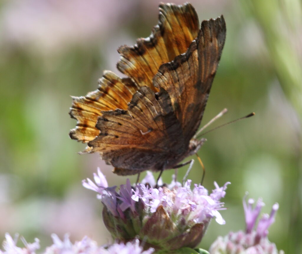 hoary comma butterfly