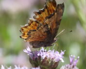 hoary comma butterfly