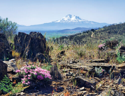 Conservation Corner – March 2025
