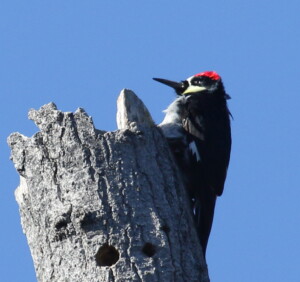 Acorn Woodpecker (S.Huckabone)