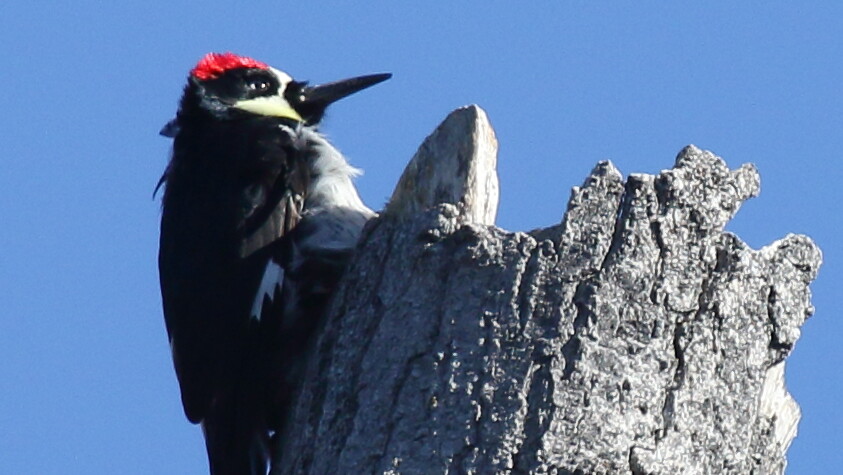 Acorn Woodpecker (S.Huckabone)