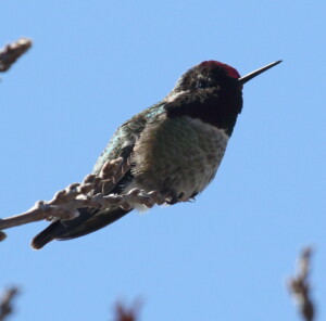 Anna's Hummingbird (S.Huckabone)
