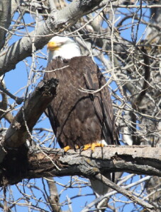 Bald Eagle (Steve Huckabone)