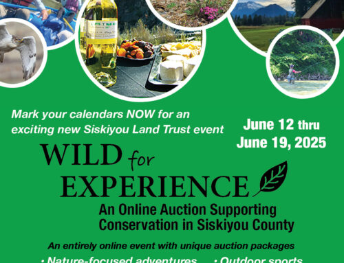 Wild for Experience Online Auction!