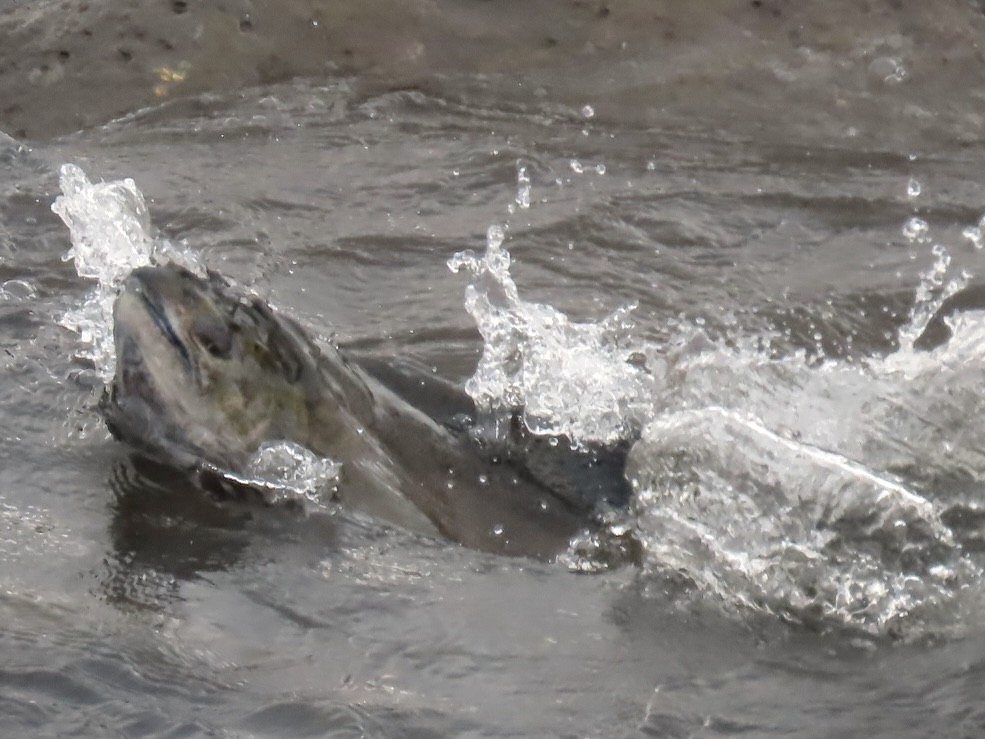 thumbnail_Salmon in Jenny Creek