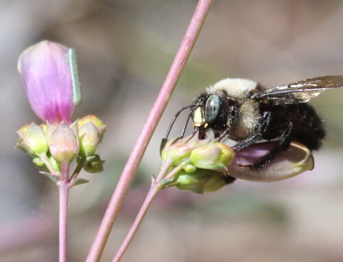 Siskiyou Land Trust 2025 Annual Report