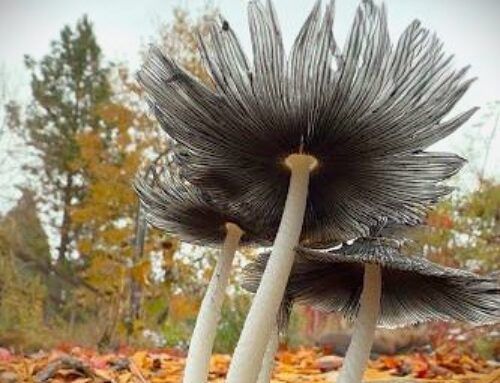 November E-News from SLT