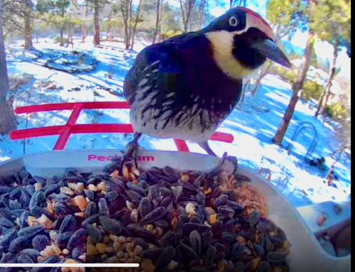 January 2026 SLT Event Updates